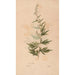 Ectypa vegetabilium Pl153 - Christian Gottlieb Ludwig — artwork view