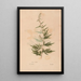 Ectypa vegetabilium Pl153 - Christian Gottlieb Ludwig — framed artwork on a wall