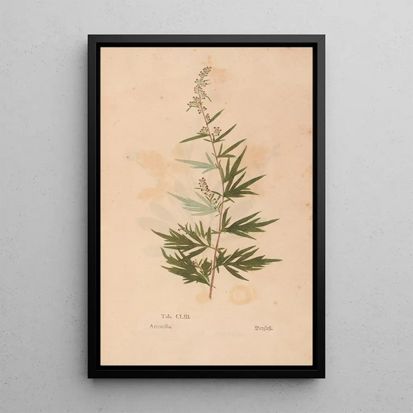 Ectypa vegetabilium Pl153 - Christian Gottlieb Ludwig — framed artwork on a wall