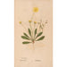 Ectypa vegetabilium Pl154 - Christian Gottlieb Ludwig — artwork view