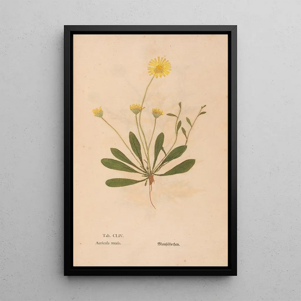 Ectypa vegetabilium Pl154 - Christian Gottlieb Ludwig — framed artwork on a wall