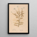 Reproduction of the painting Ectypa vegetabilium Pl155 - Christian Gottlieb Ludwig