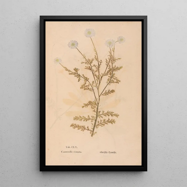 Reproduction of the painting Ectypa vegetabilium Pl155 - Christian Gottlieb Ludwig