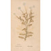 Reproduction of the painting Ectypa vegetabilium Pl155 - Christian Gottlieb Ludwig