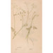 Ectypa vegetabilium Pl156 - Christian Gottlieb Ludwig — artwork view