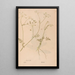 Ectypa vegetabilium Pl156 - Christian Gottlieb Ludwig — framed artwork on a wall