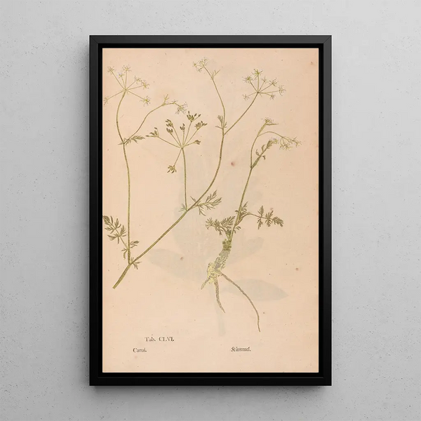 Ectypa vegetabilium Pl156 - Christian Gottlieb Ludwig — framed artwork on a wall