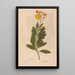 Reproduction of the painting Ectypa vegetabilium Pl157 - Christian Gottlieb Ludwig