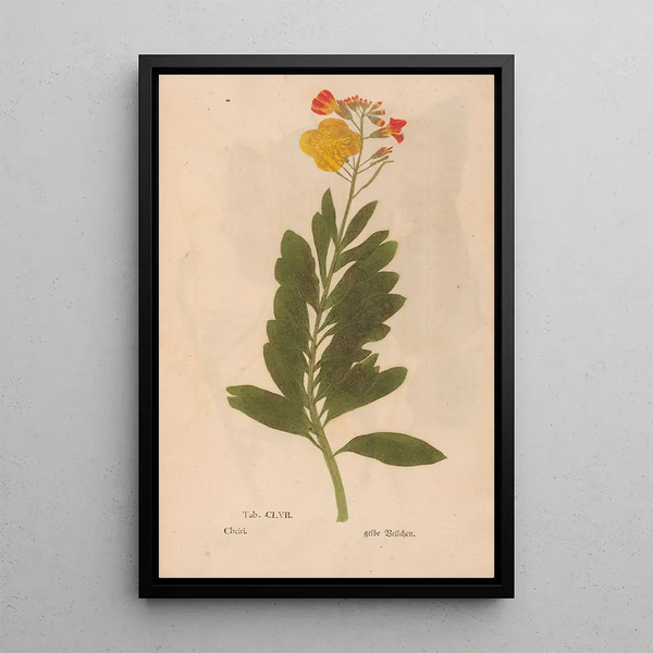 Reproduction of the painting Ectypa vegetabilium Pl157 - Christian Gottlieb Ludwig