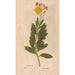 Reproduction of the painting Ectypa vegetabilium Pl157 - Christian Gottlieb Ludwig