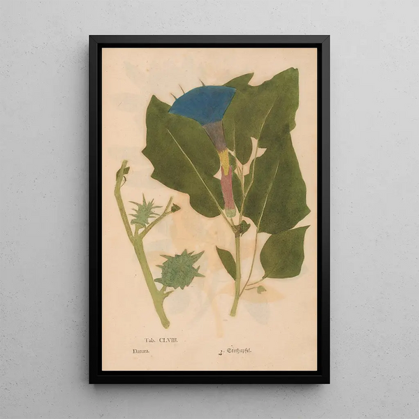 Ectypa vegetabilium Pl158 - Christian Gottlieb Ludwig — framed artwork on a wall