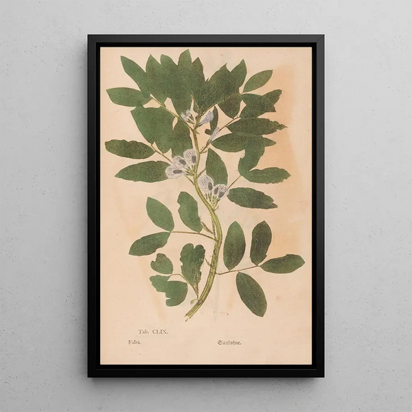 Reproduction of the painting Ectypa vegetabilium Pl159 - Christian Gottlieb Ludwig