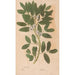 Reproduction of the painting Ectypa vegetabilium Pl159 - Christian Gottlieb Ludwig