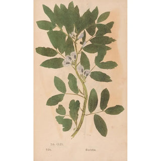 Christian Gottlieb Ludwig - Ectypa vegetabilium Pl159.webp