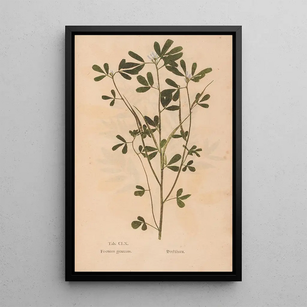 Reproduction of the painting Ectypa vegetabilium Pl160 - Christian Gottlieb Ludwig