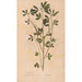 Reproduction of the painting Ectypa vegetabilium Pl160 - Christian Gottlieb Ludwig