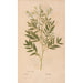 Ectypa vegetabilium Pl161 - Christian Gottlieb Ludwig — artwork view