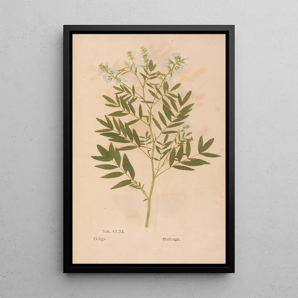 Ectypa vegetabilium Pl161 - Christian Gottlieb Ludwig — framed artwork on a wall