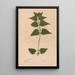Reproduction of the painting Ectypa vegetabilium Pl162 - Christian Gottlieb Ludwig