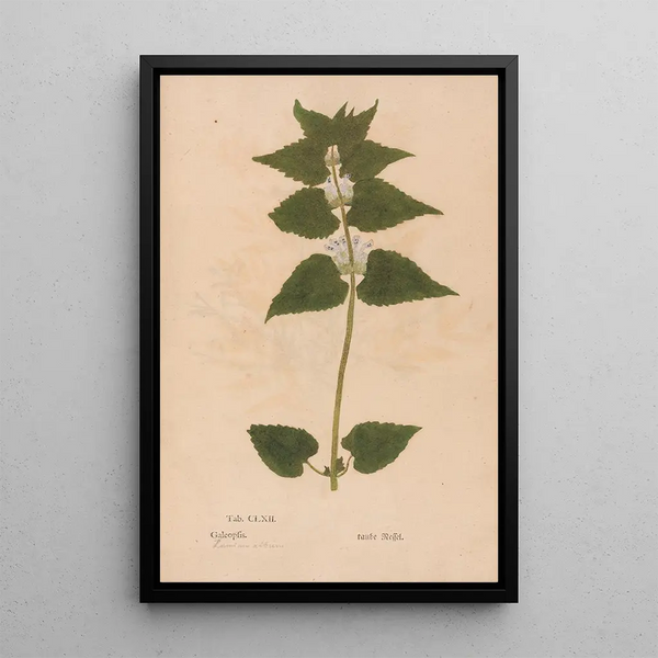 Reproduction of the painting Ectypa vegetabilium Pl162 - Christian Gottlieb Ludwig