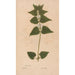 Reproduction of the painting Ectypa vegetabilium Pl162 - Christian Gottlieb Ludwig