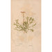 Ectypa vegetabilium Pl163 - Christian Gottlieb Ludwig — artwork view