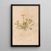 Ectypa vegetabilium Pl163 - Christian Gottlieb Ludwig — framed artwork on a wall