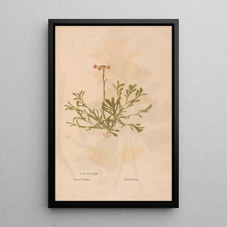 Christian Gottlieb Ludwig - Ectypa vegetabilium Pl163.webp