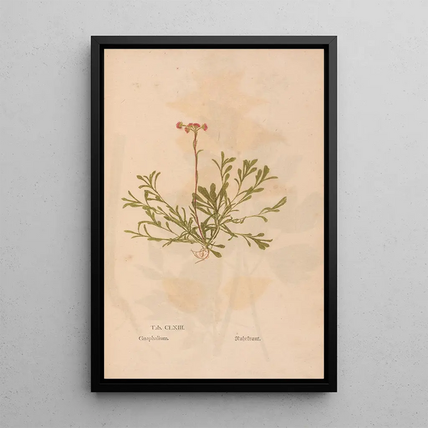Ectypa vegetabilium Pl163 - Christian Gottlieb Ludwig — framed artwork on a wall