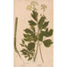 Ectypa vegetabilium Pl164 - Christian Gottlieb Ludwig — artwork view