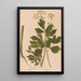 Ectypa vegetabilium Pl164 - Christian Gottlieb Ludwig — framed artwork on a wall