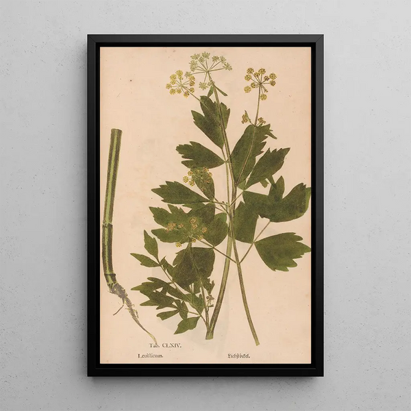 Ectypa vegetabilium Pl164 - Christian Gottlieb Ludwig — framed artwork on a wall