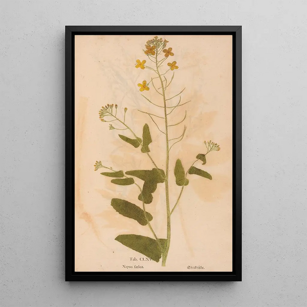 Reproduction of the painting Ectypa vegetabilium Pl165 - Christian Gottlieb Ludwig