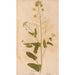Reproduction of the painting Ectypa vegetabilium Pl165 - Christian Gottlieb Ludwig