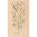 Ectypa vegetabilium Pl166 - Christian Gottlieb Ludwig — artwork view