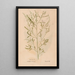Ectypa vegetabilium Pl166 - Christian Gottlieb Ludwig — framed artwork on a wall