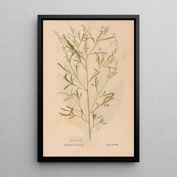 Ectypa vegetabilium Pl166 - Christian Gottlieb Ludwig — framed artwork on a wall