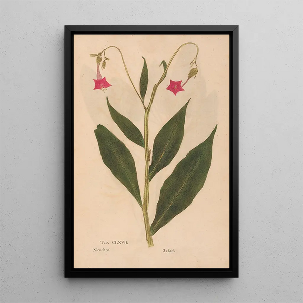 Reproduction of the painting Ectypa vegetabilium Pl167 - Christian Gottlieb Ludwig
