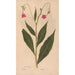Reproduction of the painting Ectypa vegetabilium Pl167 - Christian Gottlieb Ludwig