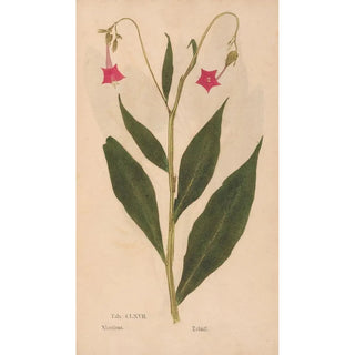 Christian Gottlieb Ludwig - Ectypa vegetabilium Pl167.webp