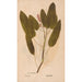 Ectypa vegetabilium Pl168 - Christian Gottlieb Ludwig — artwork view