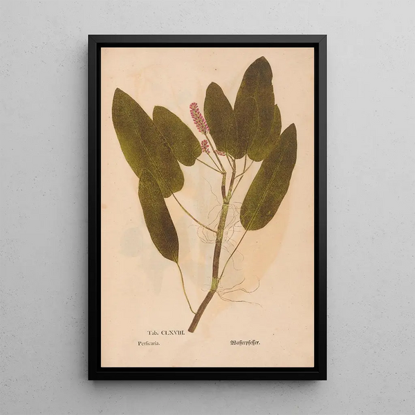 Ectypa vegetabilium Pl168 - Christian Gottlieb Ludwig — framed artwork on a wall