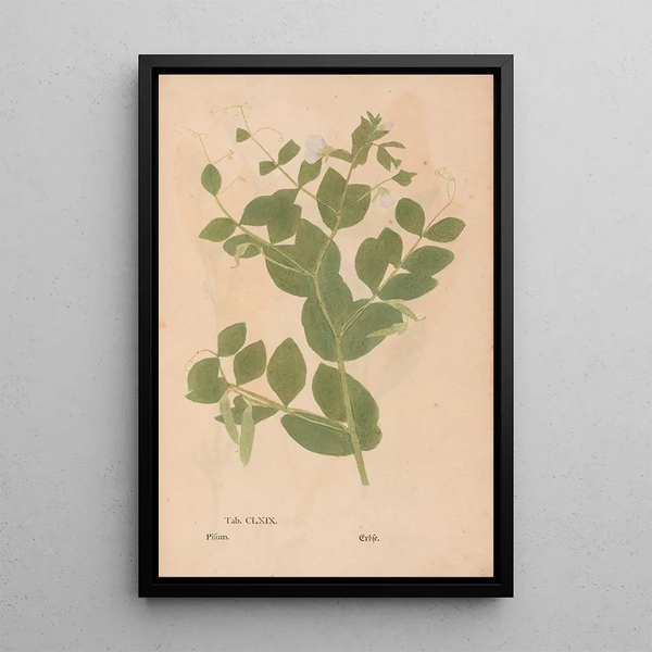 Reproduction of the painting Ectypa vegetabilium Pl169 - Christian Gottlieb Ludwig