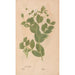Reproduction of the painting Ectypa vegetabilium Pl169 - Christian Gottlieb Ludwig