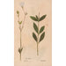Ectypa vegetabilium Pl170 - Christian Gottlieb Ludwig — artwork view