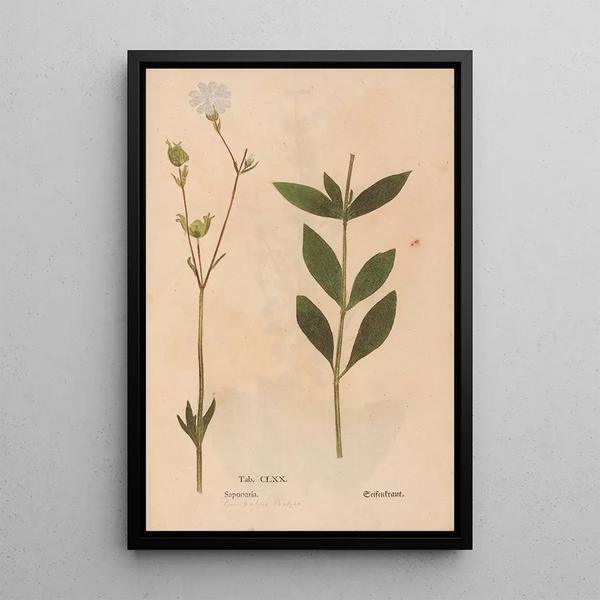 Ectypa vegetabilium Pl170 - Christian Gottlieb Ludwig — framed artwork on a wall