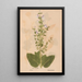 Reproduction of the painting Ectypa vegetabilium Pl171 - Christian Gottlieb Ludwig