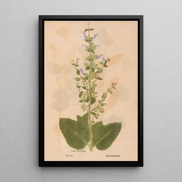 Reproduction of the painting Ectypa vegetabilium Pl171 - Christian Gottlieb Ludwig