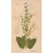 Reproduction of the painting Ectypa vegetabilium Pl171 - Christian Gottlieb Ludwig