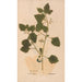 Ectypa vegetabilium Pl172 - Christian Gottlieb Ludwig — artwork view